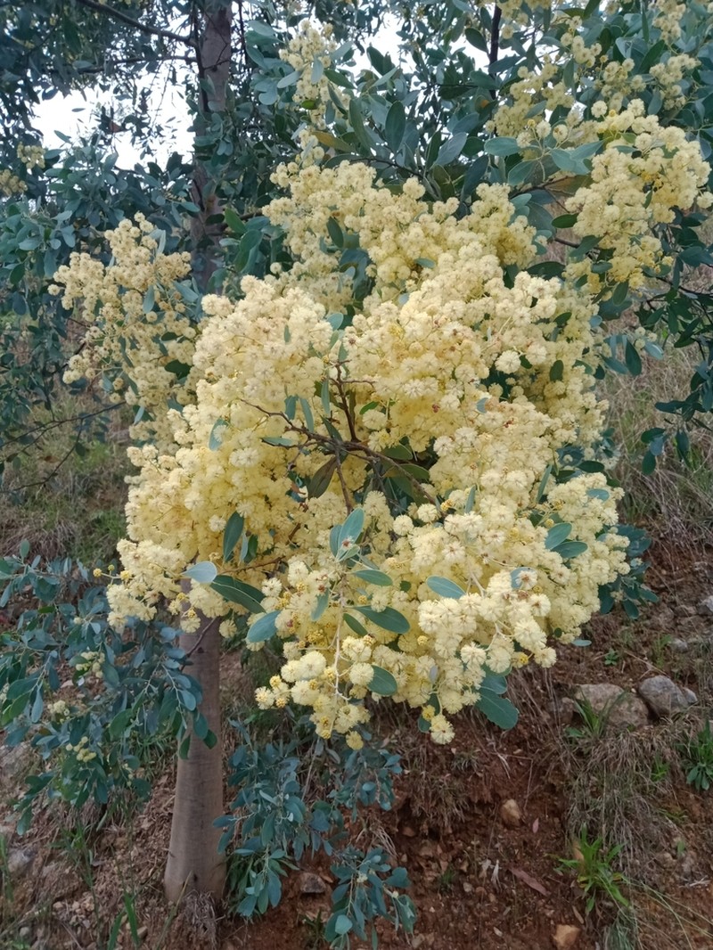 Acacia caerulescens photo 8