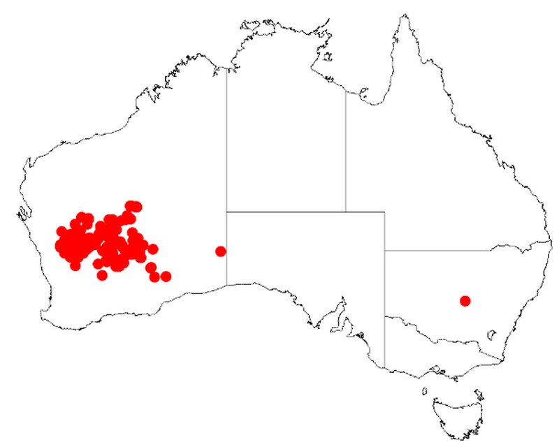 Acacia caesaneura