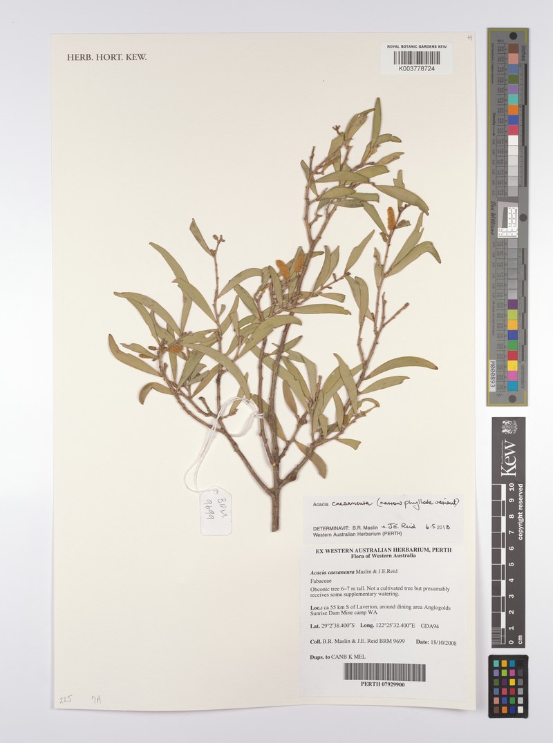 Acacia caesaneura photo 2