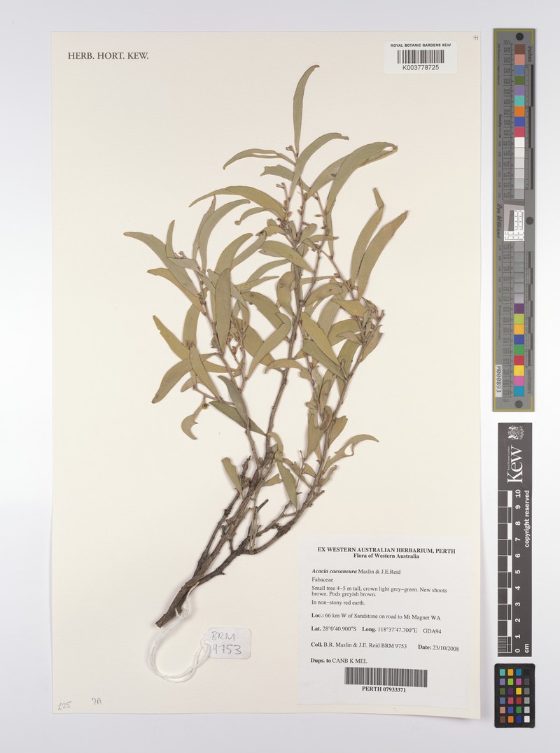 Acacia caesaneura photo 3