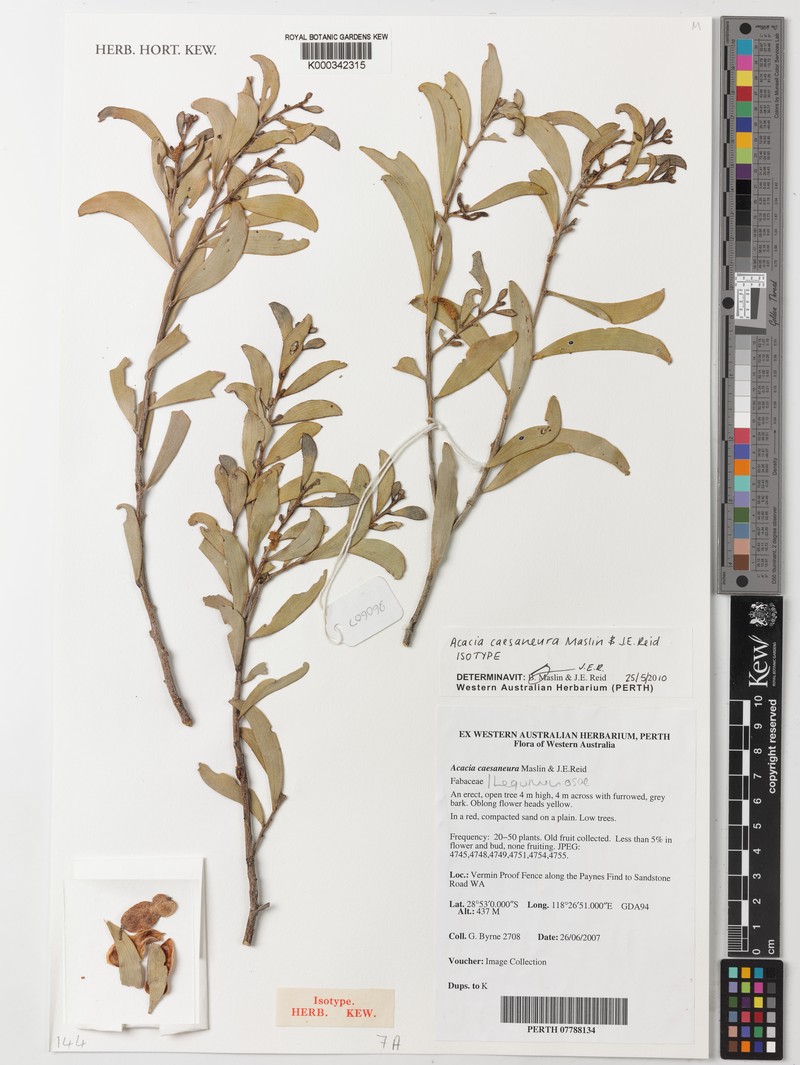 Acacia caesaneura photo 4