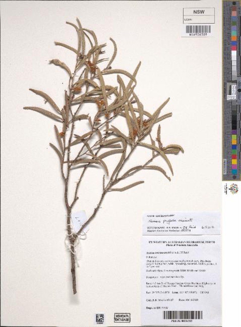 Acacia caesaneura photo 5