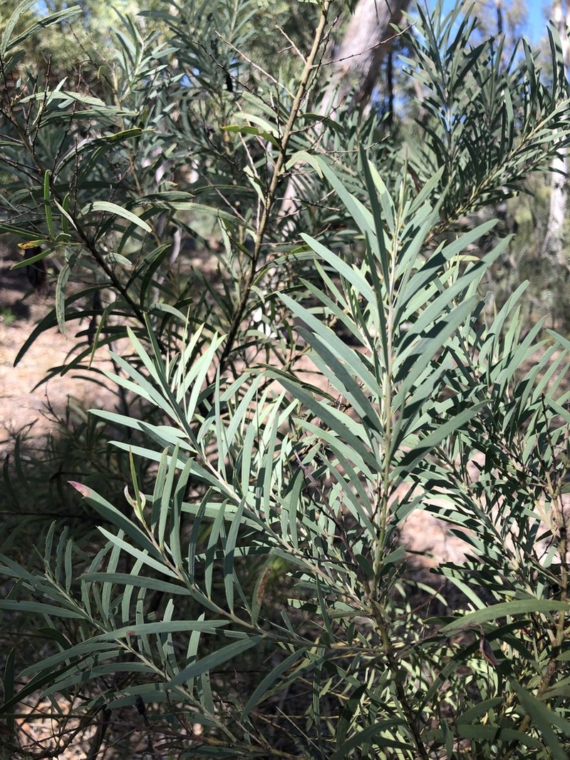 Acacia caesiella photo 3
