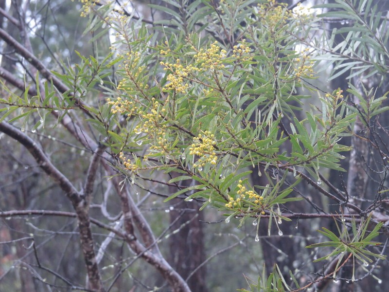 Acacia caesiella photo 4