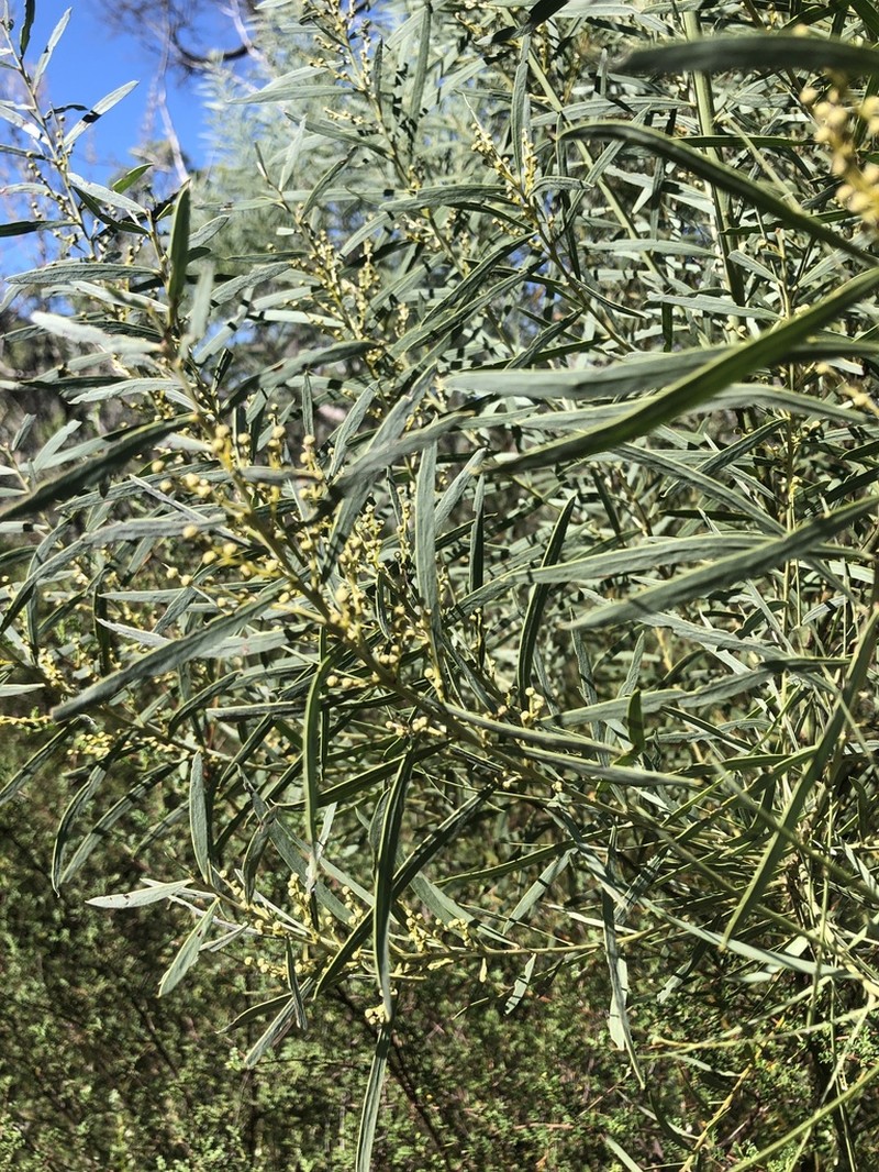 Acacia caesiella photo 5