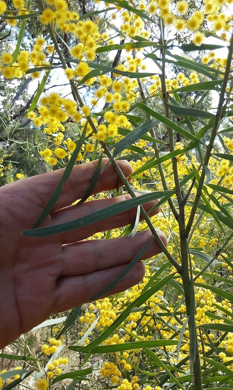 Acacia caesiella photo 6