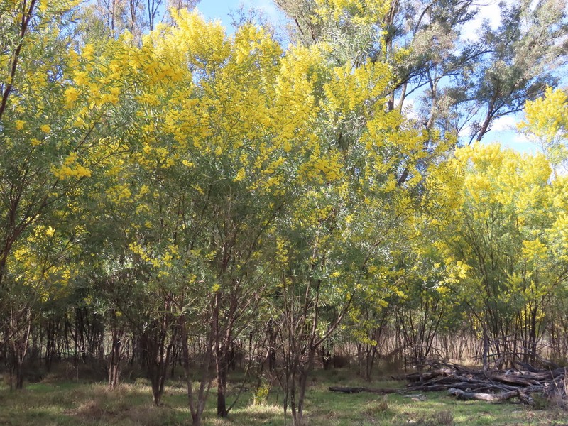 Acacia caesiella photo 7