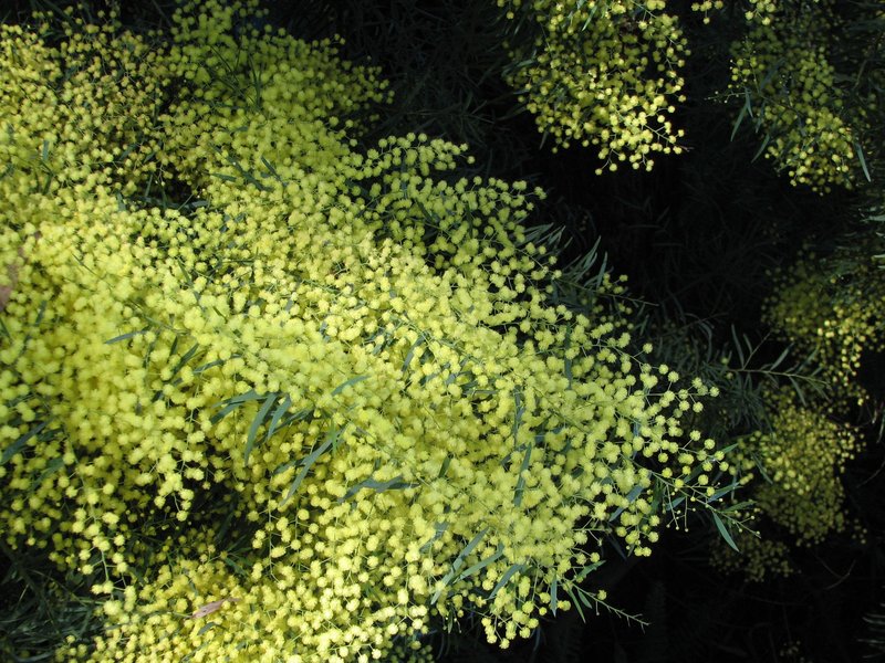 Acacia caesiella