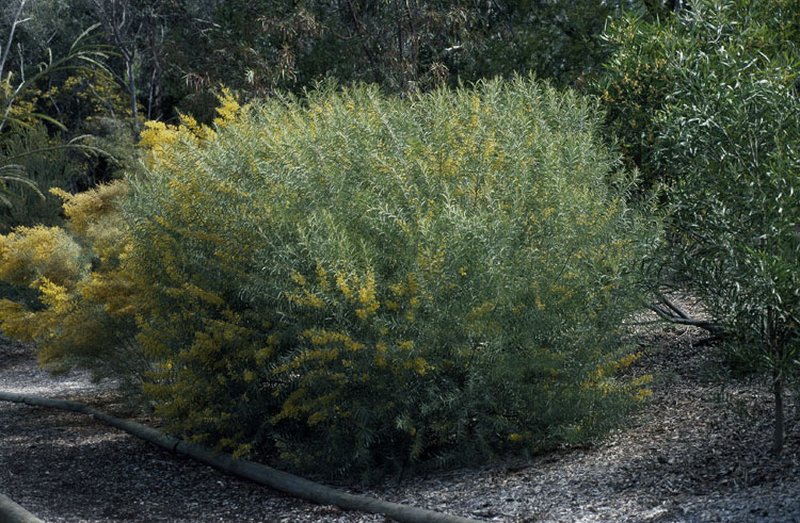 Acacia caesiella photo 2