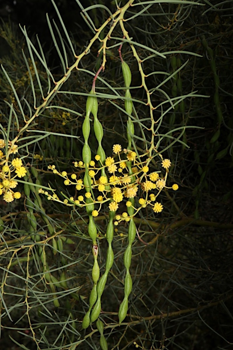 Broom Wattle