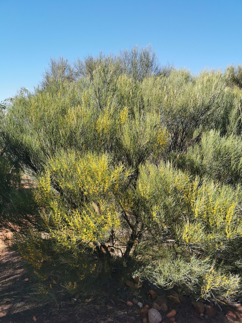 Broom Wattle photo 2
