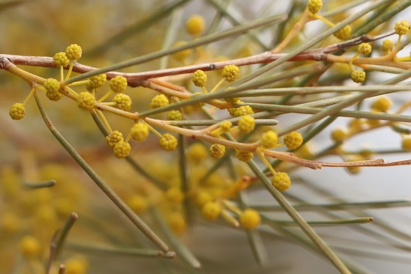 Broom Wattle photo 3