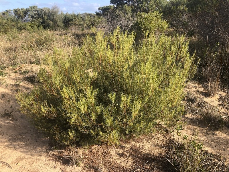 Broom Wattle photo 4