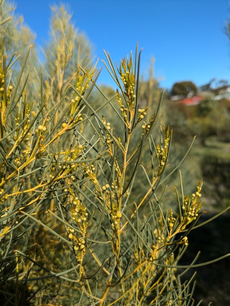 Broom Wattle photo 5