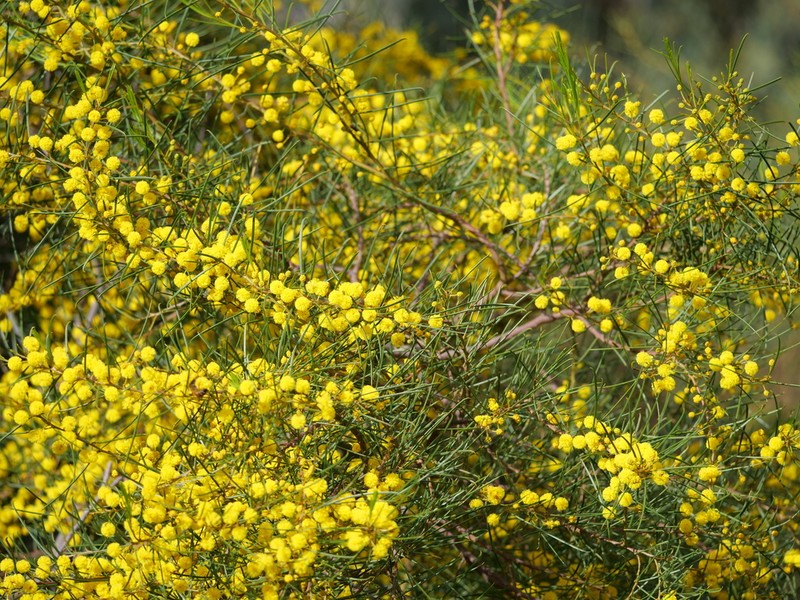 Broom Wattle photo 6