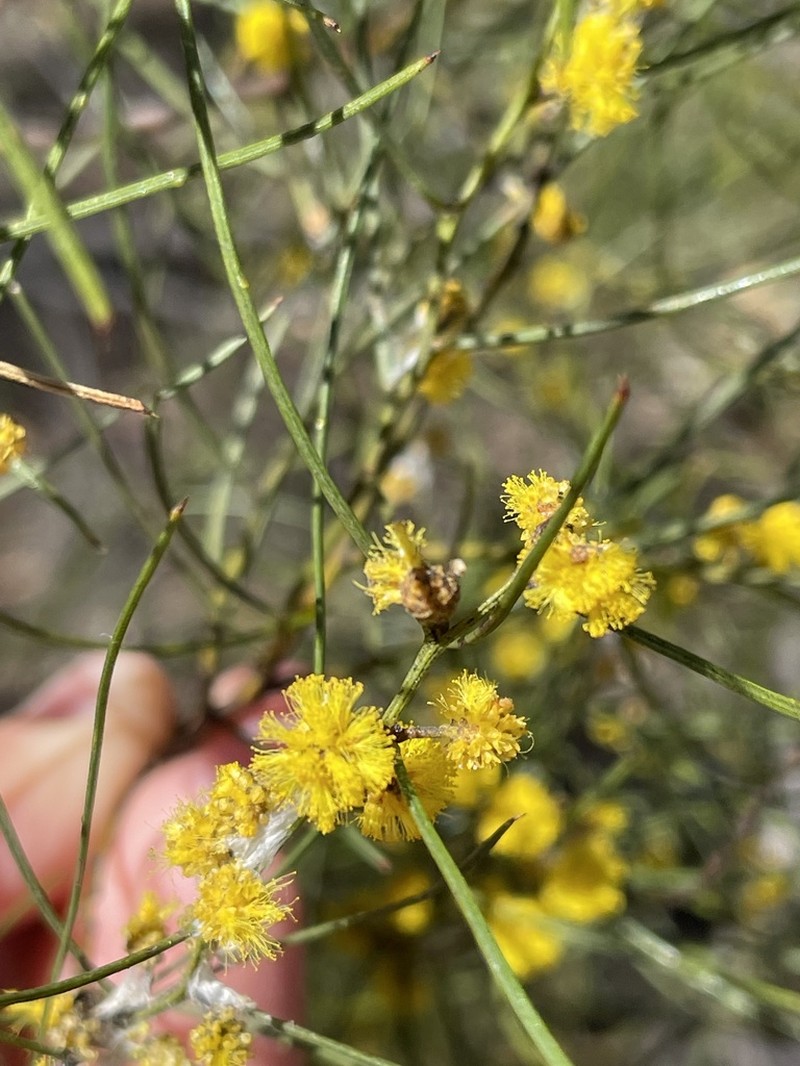 Broom Wattle photo 7