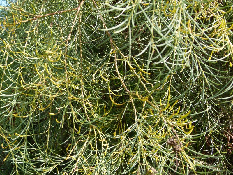 Broom Wattle
