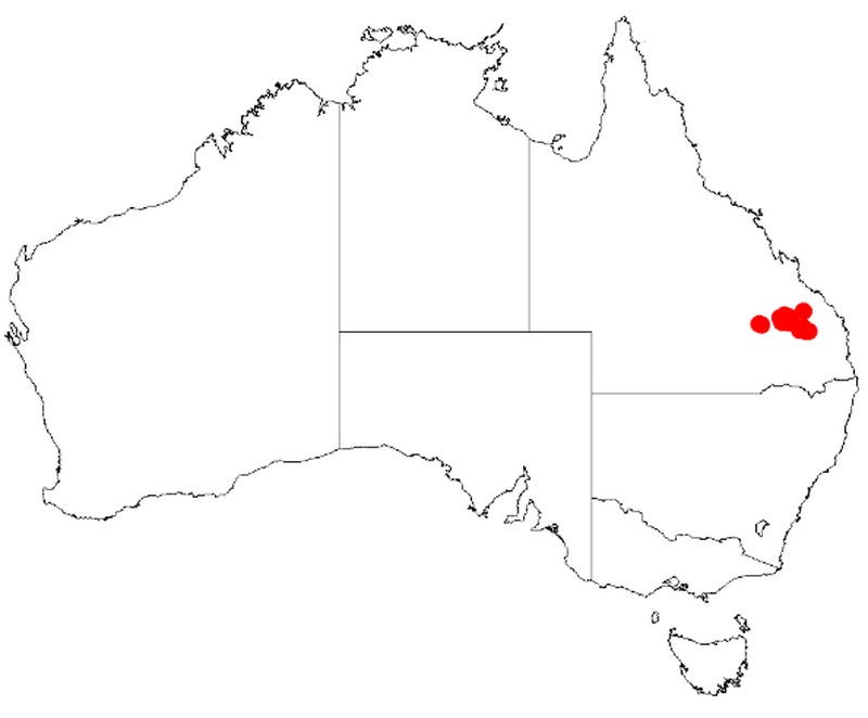 Acacia calantha
