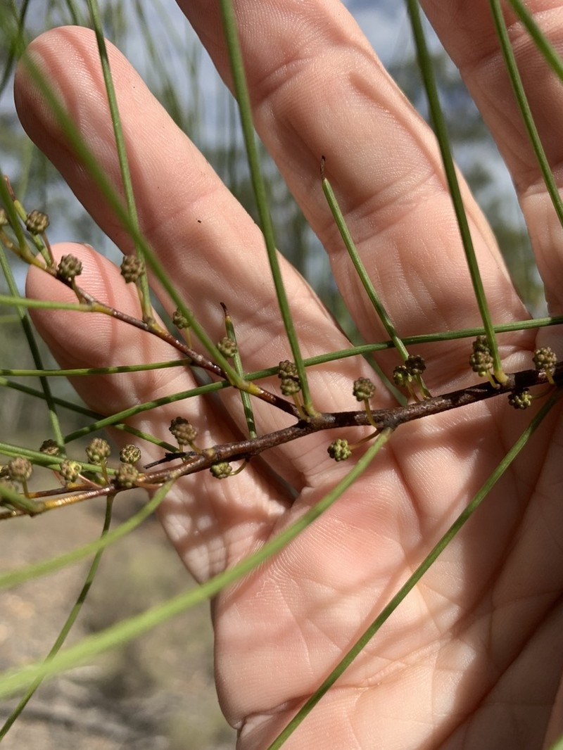 Acacia calantha photo 2