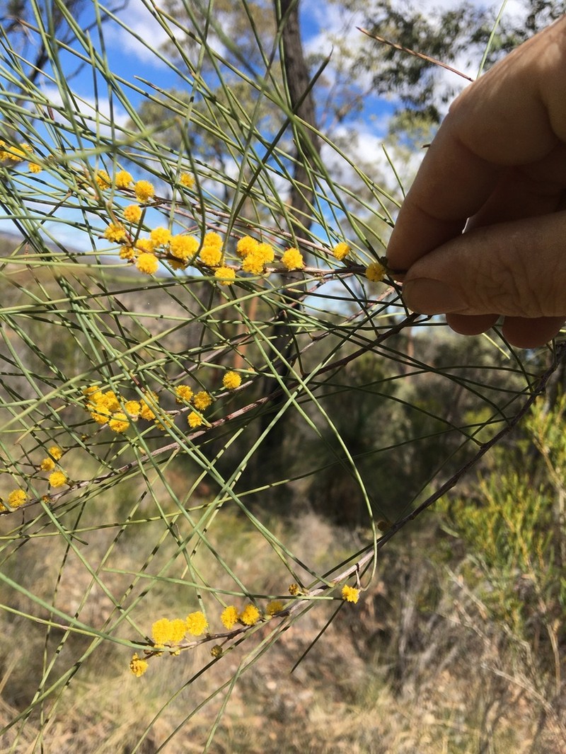 Acacia calantha photo 3
