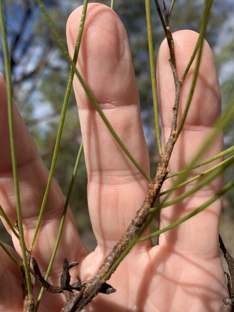 Acacia calantha photo 4