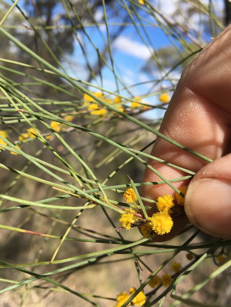 Acacia calantha photo 5