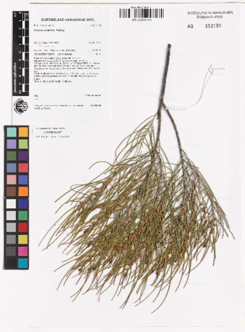 Acacia calantha photo 6