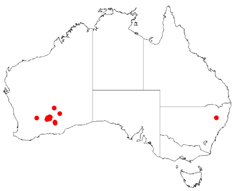 Acacia calcarata