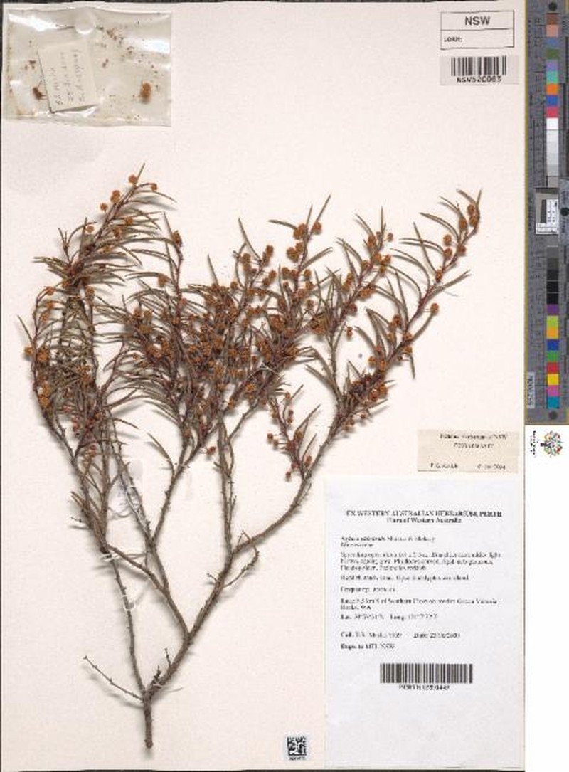Acacia calcarata photo 2