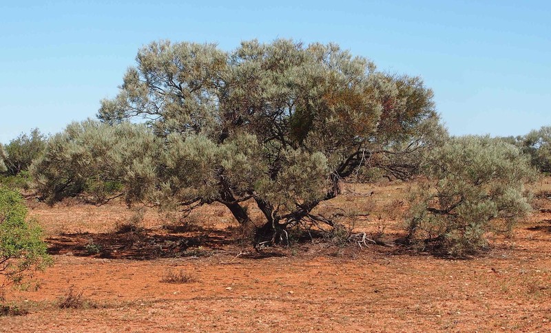 Acacia calcicola