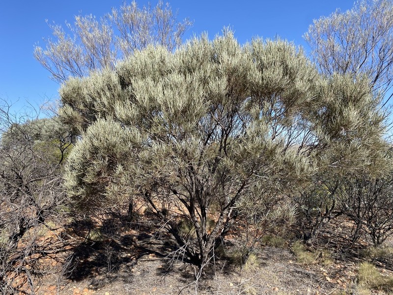 Acacia calcicola photo 2