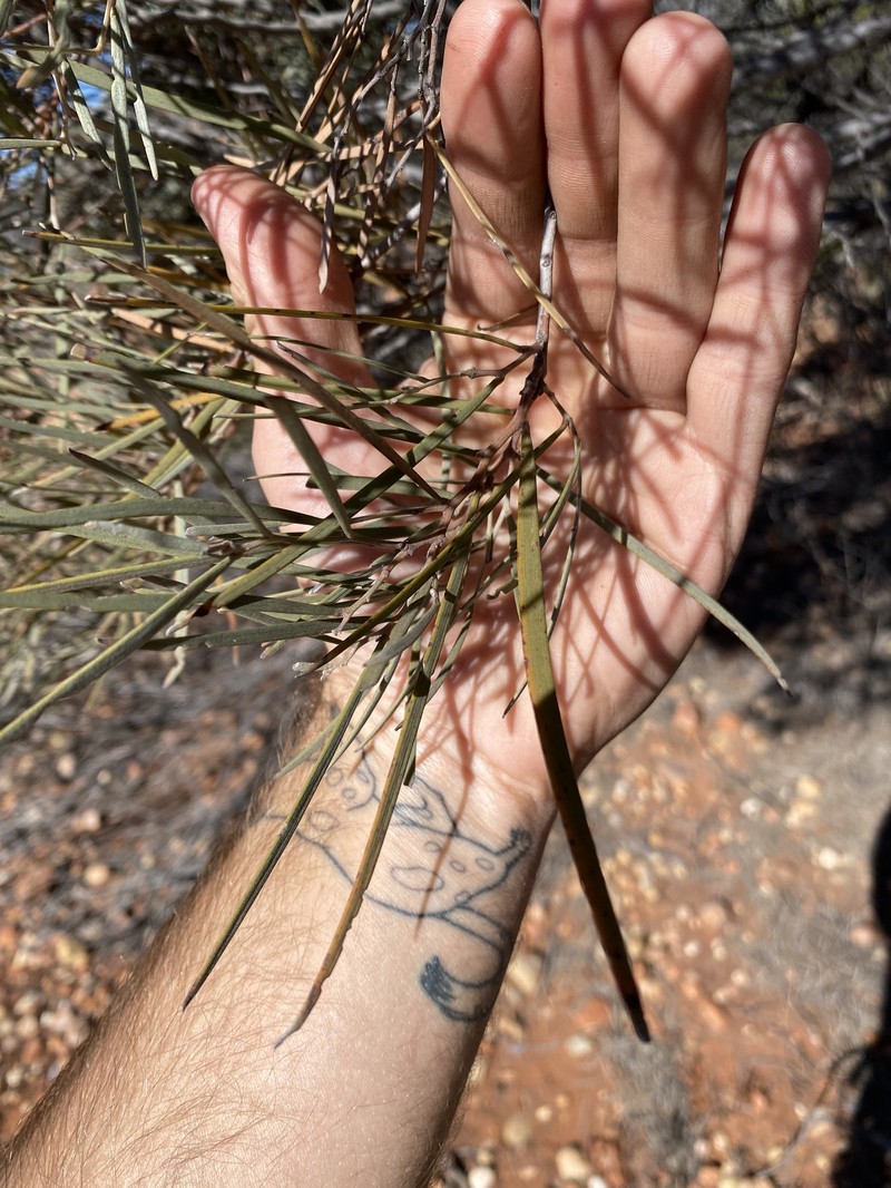Acacia calcicola photo 3