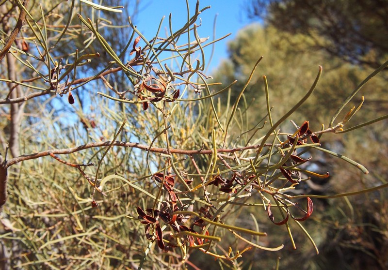 Acacia calcicola photo 4