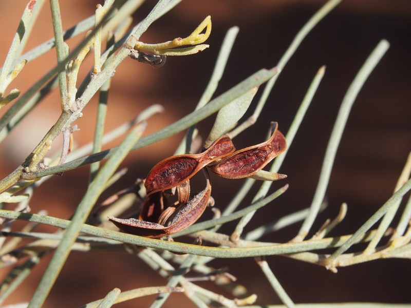 Acacia calcicola photo 5