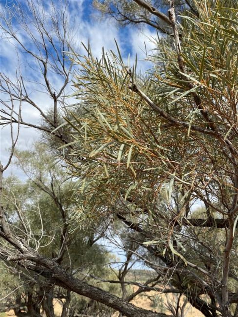 Acacia calcicola photo 6