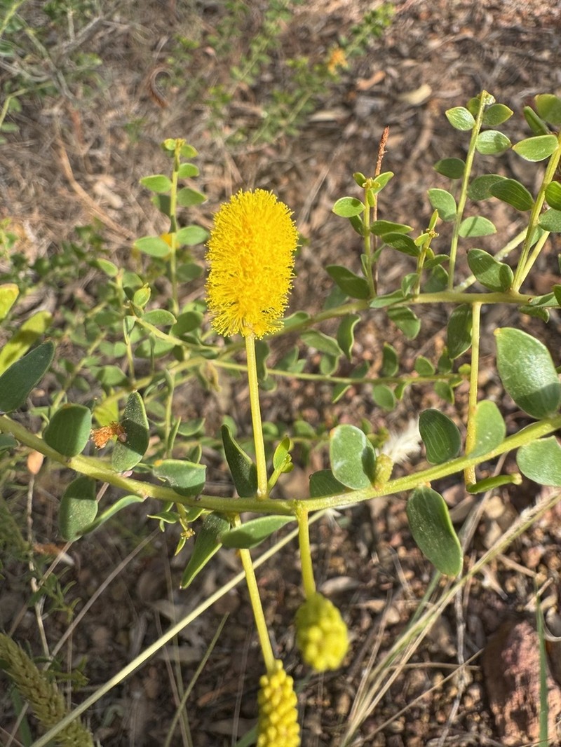Acacia calligera