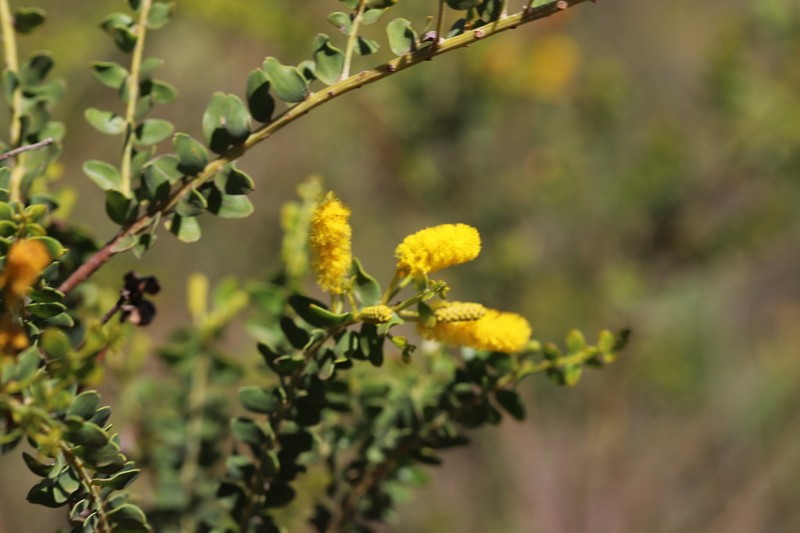 Acacia calligera photo 3