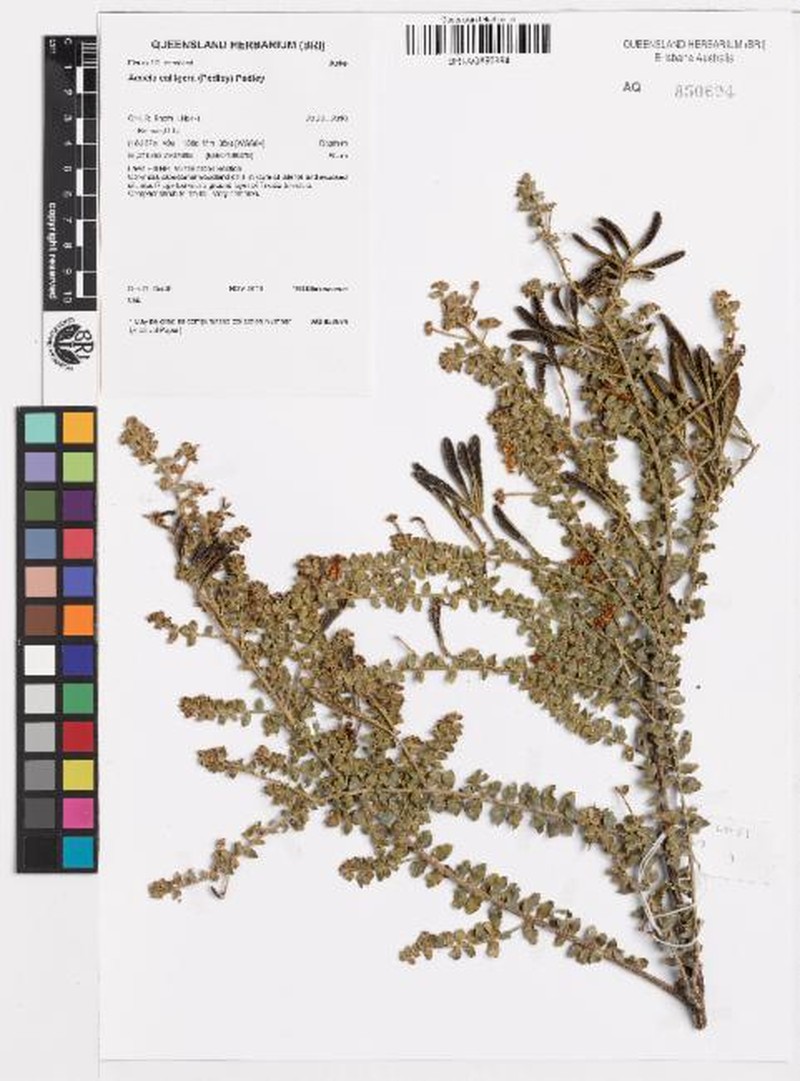 Acacia calligera
