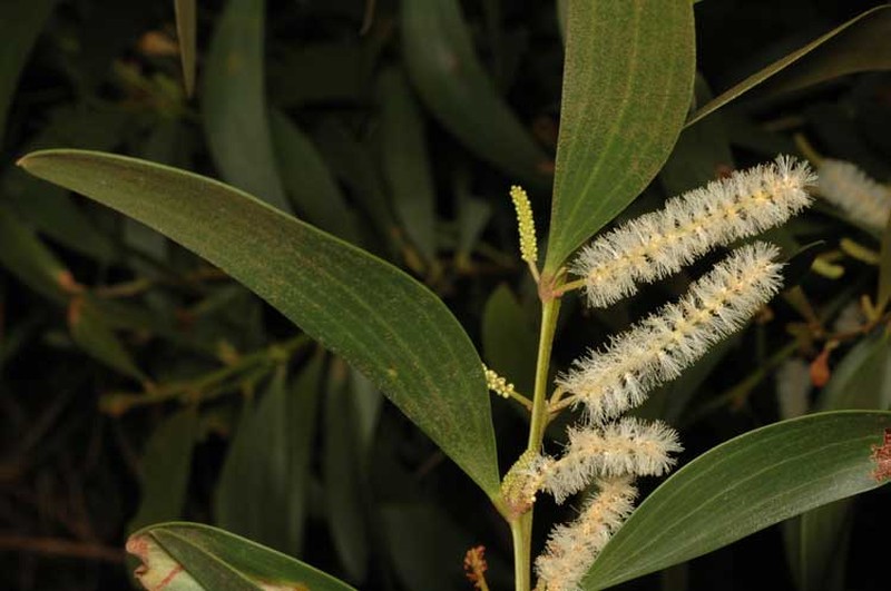 Acacia calyculata