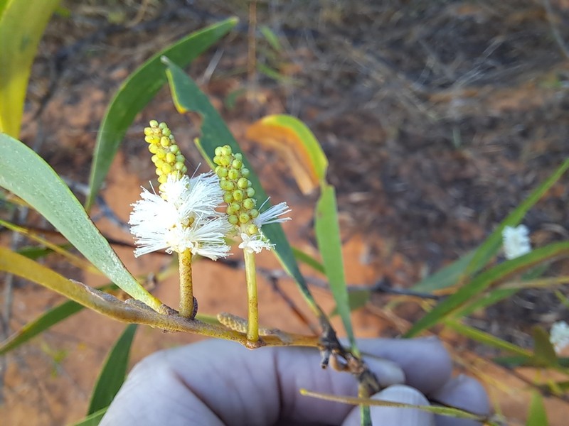 Acacia calyculata photo 2