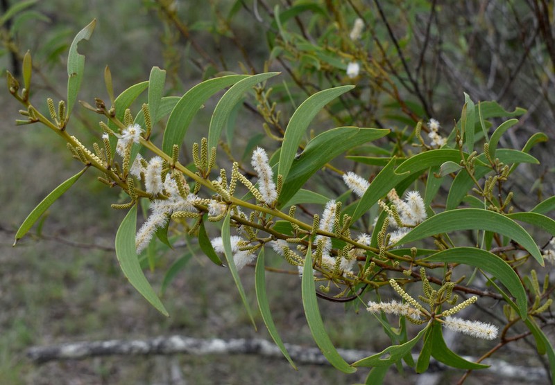 Acacia calyculata photo 3