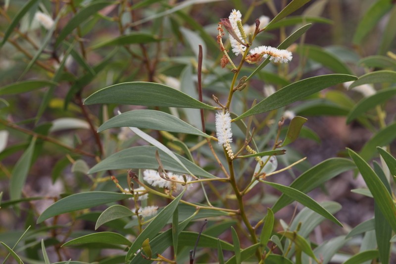 Acacia calyculata photo 4