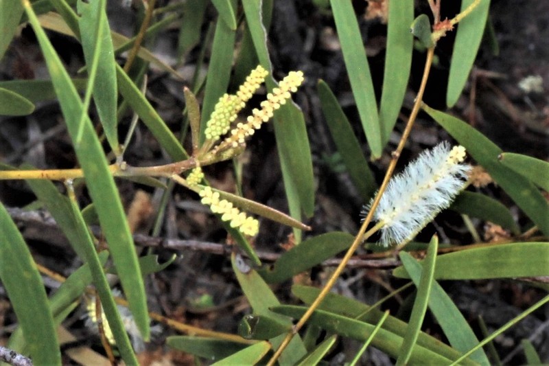 Acacia calyculata photo 5
