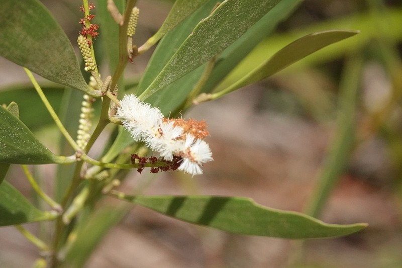 Acacia calyculata photo 6
