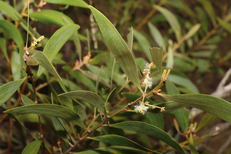Acacia calyculata photo 7