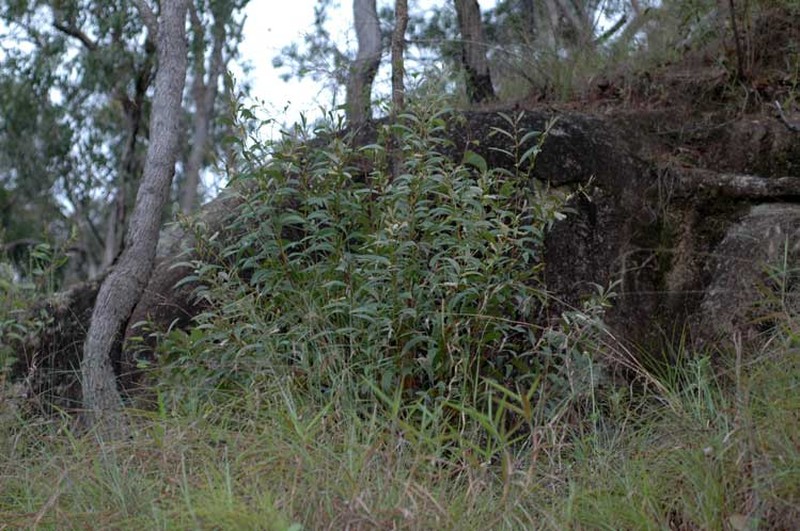 Acacia calyculata photo 8