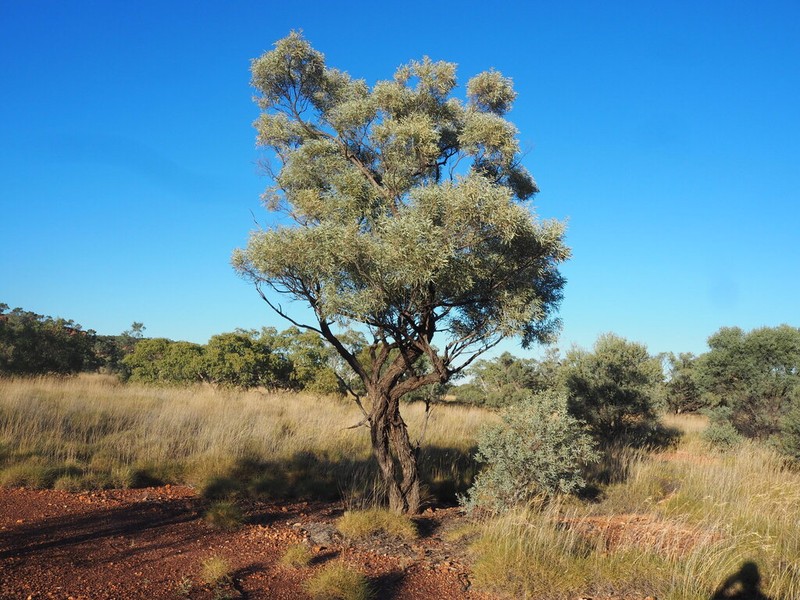Gidgee photo 2