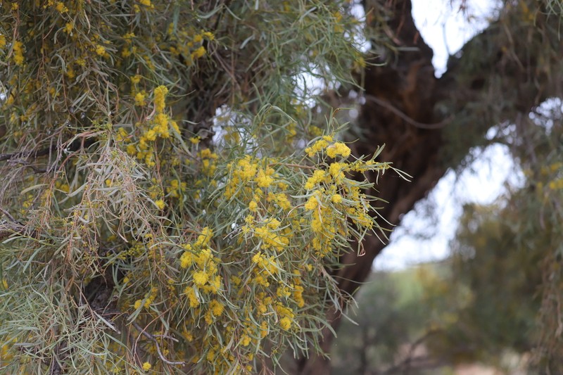 Gidgee photo 3