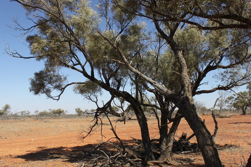 Gidgee photo 4