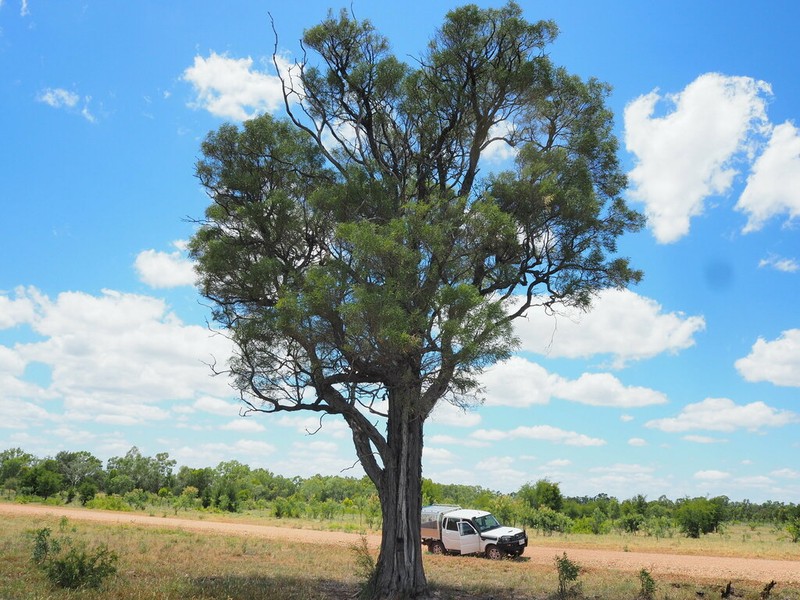 Gidgee photo 7